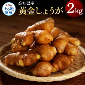 【ふるさと納税】高知県産黄金しょうが2kg しょうが ショウガ 生姜 坂田信夫商店 黄金しょうが 高知 国産 生姜 生姜焼き しょうが湯 ふるさとのうぜい 故郷納税 返礼品 高知県産 12000円
