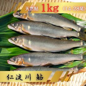 【ふるさと納税】鮎 あゆ 天然鮎 仁淀川町 高知県 冷凍 こだわりの鮎 約1kg アユ 魚 魚介 川魚 塩焼き 甘露煮 冷凍鮎屋 仁淀川 仁淀ブルー 友釣あゆ 1kg（14-28尾）