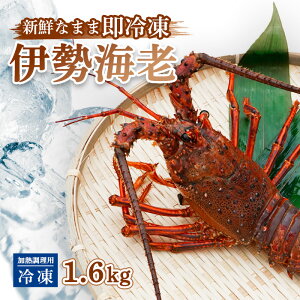yӂ邳Ɣ[Łz ɐCV Ⓚ  1.6kg Mp CZGr Gr  ƒp 󂠂 X`