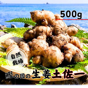 yӂ邳Ɣ[Łz I ( y ) 500g R͔| _ w엿sgp m T