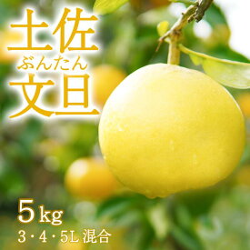 【ふるさと納税】 〈先行予約受付中〉 文旦 家庭用 5kg 3L～5L 混合 ブンタン ぶんたん 高知 土佐 果物 甘い 柑橘 みかん フルーツ 送料無料 ふるさと納税 ぶんたん 産地直送 家庭用 ふるさと納税 分担
