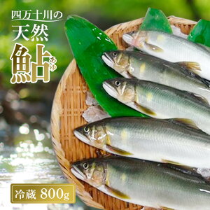 yӂ邳Ɣ[Łz  800g 4`14 ① VR l\ 㗬 ނ舼  A 싛 m l\