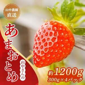 yӂ邳Ɣ[Łz s\t  ܂Ƃ 4pbN 1200g  t[c ʕ fU[g Â m yY  ӂ邳Ɣ[  Â x Yn