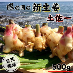 yӂ邳Ɣ[Łz VI ( y ) 500g R͔| _ w엿sgp m T
