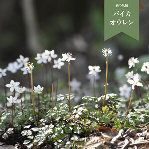 yӂ邳Ɣ[ŁzoCJIE i~ԉ@j c  |bg 4 X̗d   qxY ܂ {^jJ A h 쒬 Ry퉷z VRNoCJIE L