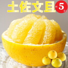 【ふるさと納税】＜土佐文旦 5kg 【数量限定】＞ 果実 果物 柑橘 フルーツ【常温】送料無料 サイズL～4L　＜2026年2月～3月頃お届け予定＞