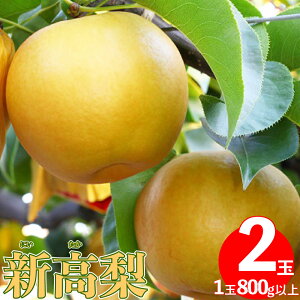 yӂ邳Ɣ[Łz2025N10{`10{딭\聄@V 2 1ʖ800gȏ iv 1.6kgj  v[g  O 퉷  Ȃ t[c Mtg hV̓ {  