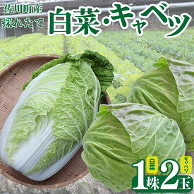 【ふるさと納税】事前予約受付中 ＜佐川町産 白菜 1株（約2.5kg）／キャベツ2玉（約2kg）＞ 冬野菜 高知 新鮮 野菜 お鍋用 シチュー用 漬物 千切り 【常温】＜2026年12月以降お届け＞