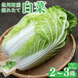 【ふるさと納税】事前予約受付中 ＜佐川町産 白菜 2～3株（約5kg）＞ 高知 新鮮 野菜 お鍋用 シチュー用 【常温】＜2026年12月以降お届け＞