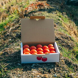 【ふるさと納税】【 12月下旬～5月頃発送 】＜フルーツトマト 原田農園 約800g 小箱＞桃太郎 当期分は毎年4月上旬頃まで申込受付【常温】送料無料　＜2025年12月下旬頃より順次発送＞