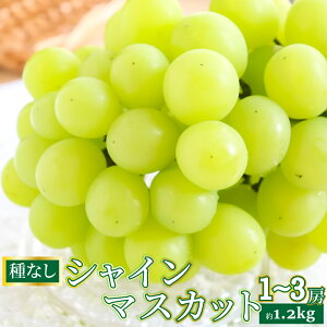 yӂ邳Ɣ[Łzs\񁃃VC}XJbg Ԃǂ grape fruit tbV { ʕ  m 쒬Yy①z2026N8{ȍ~ɔi1`3[j