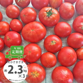 【ふるさと納税】＜【訳あり】トマト定期便 約2.3kg×3回（計6.9kg） 織田トマト 高知 サイズ 違い 混合 キズあり 大小 まるっとトマト＞高知県 佐川町 サイズ混合 ＜毎年2月末頃まで申込受付＞【1月頃～5月頃の間に3回お届け】＜＜2026年発送＞＞