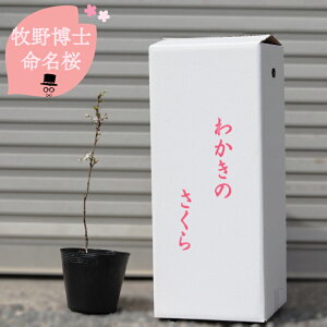 yӂ邳Ɣ[Łzt؂̍ JLmTN ~j c q씎m 1m 쒬 ܂  ~́@2026N3`4딭\t