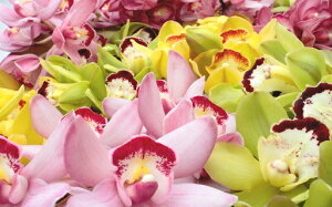 yӂ邳Ɣ[Łzm VrW[u؂ԃ~bNXvij@  y G  m zm 