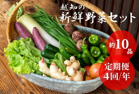 【ふるさと納税】越知産市の季節の野菜セット(年4回発送)　産地直送　旬野菜　野菜セット 野菜便 詰め合わせ 旬の時期にお届け 2回目以降、着日時間指定可能【冷蔵】こうち育ち