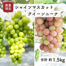 【ふるさと納税】【先行予約・2024年9月】数量限定 食べ比べ！ シャインマスカットとクインニーナのセット 合計約1.5kg 産地直送 農家直送 甘い 大きい 種なし ぶどう 果物
