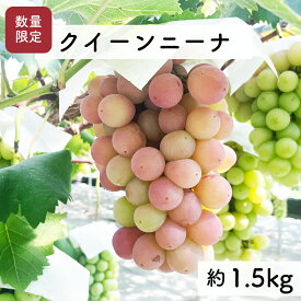 【ふるさと納税】【先行予約・2024年9月】希少品種 数量限定 特大クイーンニーナ 1.5kg 産地直送 農家直送 甘い 大きい 種なし ぶどう 果物 限定品