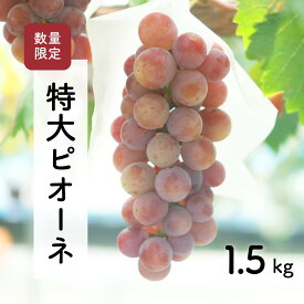 【ふるさと納税】【先行予約・2024年9月】 数量限定 大粒ピオーネ 1.5kg 産地直送 農家直送 甘い 大きい 種なし ぶどう 果物 限定品