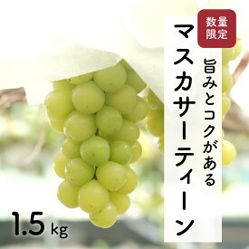 【ふるさと納税】【先行予約・2025年9月】希少品種 数量限定 マスカサーティーン 1.5kg 産地直送 農家直送 甘い 大きい 種なし ぶどう 果物 限定品