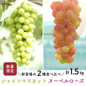 【先行予約・2025年8月末】数量限定 食べ比べ！ シャインマスカットとヌーベルローズ 合計約1.5kg 産地直送 農家直送 甘い 大きい 種なし ぶどう 果物