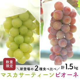 【ふるさと納税】【先行予約・2025年9月】数量限定 食べ比べ！ マスカサーティーンとピオーネのセット 合計約1.5kg 産地直送 農家直送 甘い 大きい 種なし ぶどう 果物