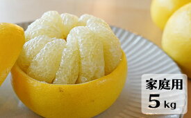 【ふるさと納税】【先行予約・2026年1月】土佐文旦 家庭用 5kg　数量限定 高知県産 文旦 路地 農家直送 訳あり 早出し