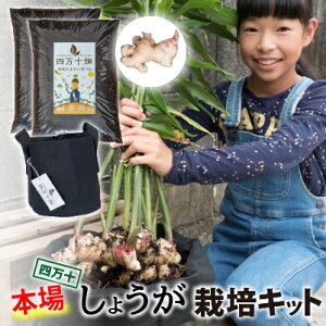 yӂ邳Ɣ[Łz炢AIl\S҂S̃J^I͔|Lbg ^Fis-A02  K[fjO ƒ؉ | x_؉ v^[  q vdl̔엿 V