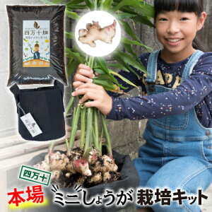 yӂ邳Ɣ[ŁzmɂlCI{i_Ƒ̌傤u~jv͔|Lbg ^Fis-B07  K[fjO ƒ؉ | x_؉ v^[  q vdl̔엿 VI  Ð|