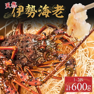 yӂ邳Ɣ[Łz`Il\Y̓VRɐCV1`2Civ600gjDns-12 CN  ɐCV ɐGr  CV Gr Mtg 