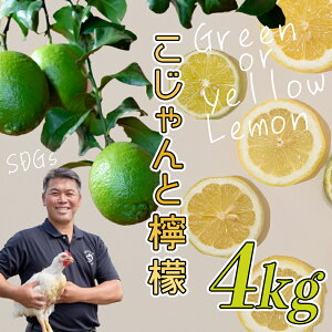 �y�ӂ邳�Ɣ[�Łz�������ƃ����� 4kg�b���Y ���m�� �匎�� ������ �E�G �������� �t���[�c �O���[�������� �C�G���[������ �ʎ� ���k �V�N �r�^�~��C �̂ꂽ�� �t���b�V�� �G�߂̉ʕ� �Y�n