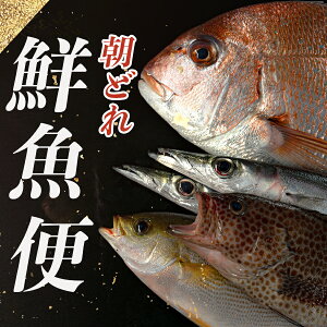 yӂ邳Ɣ[Łzǂ N ܂ 3`5kgblߍ킹 {̑N ① Yn CN  Ƒ Ղ n  ۋ J J O낵 D ڗ lߍ킹 