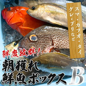 yӂ邳Ɣ[ŁzNxQIlN{bNXB