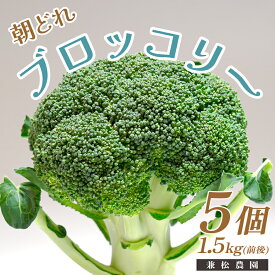 【ふるさと納税】高知県産 ブロッコリー 5個 1.5kg前後 朝どれ 新鮮 国産｜野菜 冬野菜 大月町 産地直送 栄養豊富 食物繊維 βカロテン お取り寄せ 離乳食 ヘルシー サラダ 子どもが好きな野菜 時短料理 アウトドア野菜 お弁当 旬の野菜 おかず