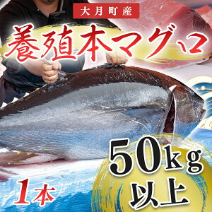 【ふるさと納税】特大 国産 養殖 本マグロ 50kg以上 一本丸ごと 本まぐろ クロマグロ 黒マグロ | 鮪 まぐろ 生まぐろ 丸ごと1本 鮮魚 生食用 高級海鮮 贅沢グルメ 刺身 寿司 パーティー 業務用