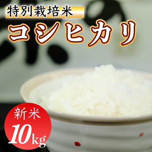 yӂ邳Ɣ[Łzߘa7NY ()@ʍ͔|ā@Ђ10kg