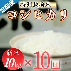 yӂ邳Ɣ[Łzߘa7NY ()@ʍ͔|ā@Ђ10kg×10z@(1/j