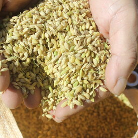 【ふるさと納税】［1158］特別栽培メダカ米(玄米)