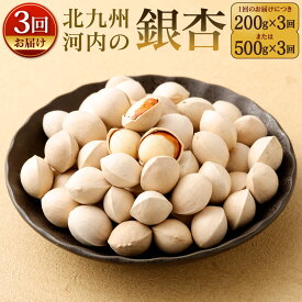 【ふるさと納税】【3回定期便】北九州河内の銀杏 〈選べる〉1回のお届け200g または 500g 銀杏 ぎんなん 殻付き 実 おつまみ おやつ 酒の肴 モチモチ 国産 常温 福岡県北九州市【2026年11月上旬から2027年1月下旬発送 3回定期便】