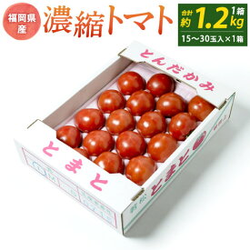 【ふるさと納税】若松濃縮トマト ＜選べる＞ 約1.2kg または 約2.4kg または 約3.6kg 1箱15玉～30玉入り 福岡県北九州市若松区産 トマト 野菜 旬 新鮮 季節 冬 冷蔵 福岡県 九州 予約 【2027年3月上旬から5月下旬迄発送予定】