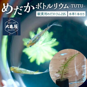 yӂ邳Ɣ[Łz߂ {gE -TUTU- ߂ 2C ܂ KX e  1{ EH[^[RC ܂ ~ItB _J Ϗ܋ ǂ߂ ^ ~  ~bNX 