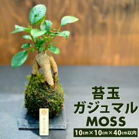 【ふるさと納税】苔玉 ガジュマル -MOSS- 1点 観葉植物 ガジュマルの木 縁起の良い 多幸の樹 幸せを呼ぶ木 幸運 苔 玉 グリーン インテリア 癒やし 手のひらサイズ コンパクト 和風 縁起物 エコ サステナブル 自然 福岡県北九州市