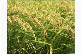 【ふるさと納税】福岡限定のお米「めし丸 元気つくし」2kg×1袋 令和7年産