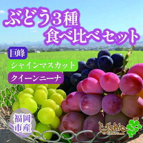 楽天市場】ぶどう セット 3色の通販