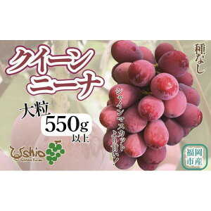 yӂ邳Ɣ[ŁzԂǂ sYNC[j[i 550g (1[)ykCEEszy2026N8ȍ~z | ʕ t[c 嗱 Ԃǂ  uhE Hה  Hi lC 