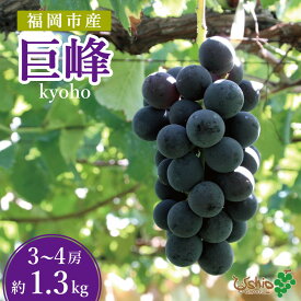 【ふるさと納税】巨峰 福岡市産巨峰 1300g3～4房 【北海道・沖縄・離島発送不可】【2026年8月以降順次発送】 | 果物 フルーツ ぶどう 葡萄 ブドウ くだもの 食品 人気 高級 おすすめ 送料無料 数量限定 期間限定