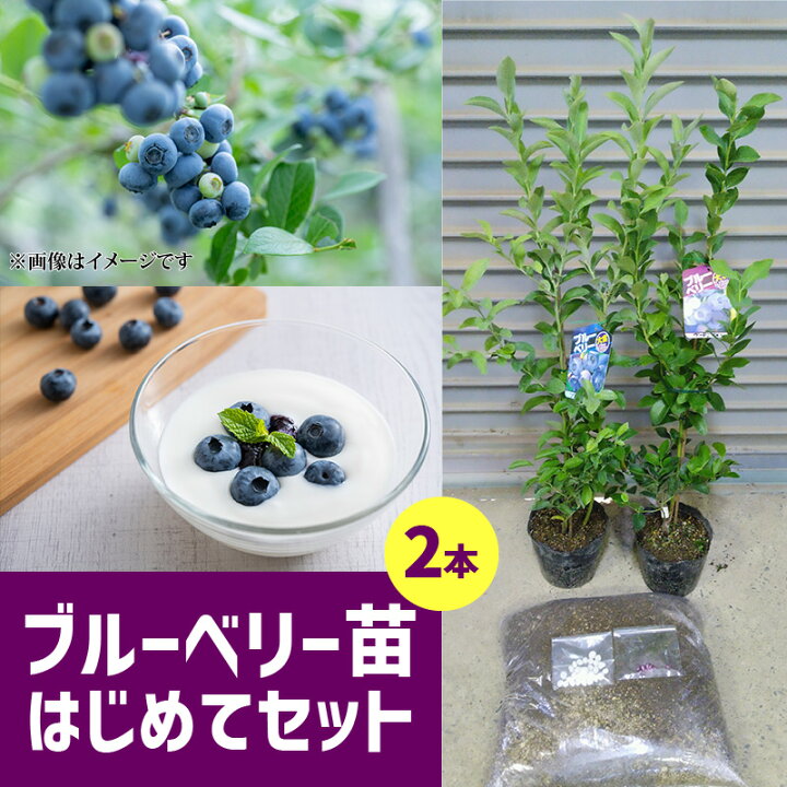 楽天市場】【ふるさと納税】ブルーベリー 苗木 2年生 苗 2本 セット 2 