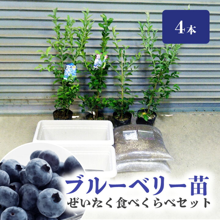 楽天市場】【ふるさと納税】ブルーベリー 苗 4本 ぜいたく食べ比べ 