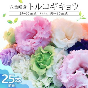 yӂ邳Ɣ[Łz d炫gRMLE 30cm 60cm 25{O OF ܂ zCg x_[ u[ i 󏭕i ޖLx Д_͔| to Ho g[Ǘ Ǘ dp 