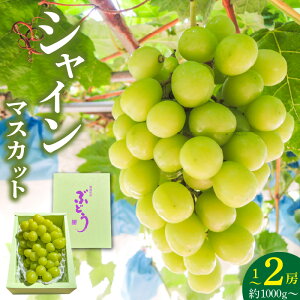 yӂ邳Ɣ[Łzy2026N8ȍ~͂z VC}XJbg 1[ ` 2[ 1000g _ Â    Hׂ₷ ① t[c ʕ Ԃǂ VC }XJbg Y  fU[