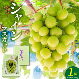 【ふるさと納税】先行予約 シャインマスカット 1房 約 500g ～ 600g 2026年8月以降お届け 旬の味覚 酸味 甘み バランス 皮薄い 食べやすい マスカット ぶどう デザート 果物 倉重農園 お取り寄せ フルーツ 福岡県 久留米市 送料無料